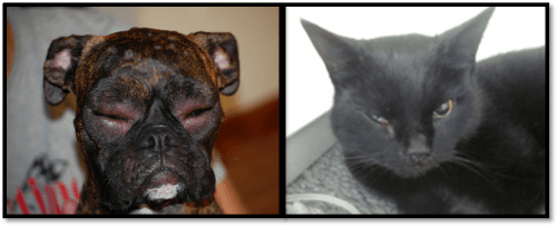 Facial Swelling In Cats 74