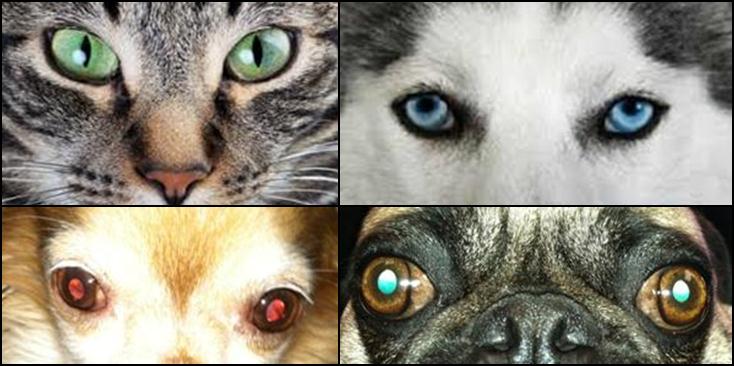 Opthalmology