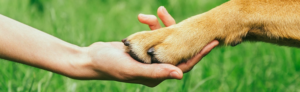 PawsofPromise_Banner_Option03