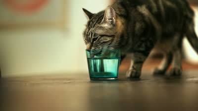 Cat thirsty skinny not peeing
