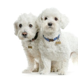 maltese-dog3