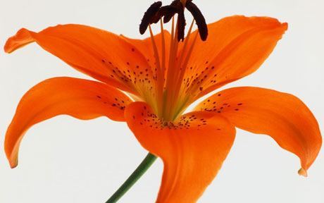 lillies(1)