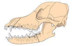 jaw fracture