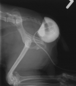 Perineal hernia Perineal Hernias