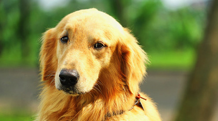 how long can a dog live with enlarged spleen