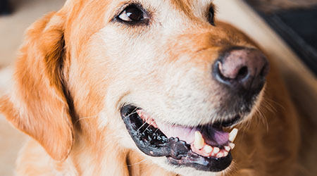 What Is Canine Melanoma Metropolitan Veterinary Associates