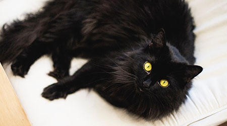 Halloween Pets