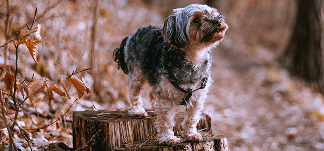 645x300_canine_melanomaa