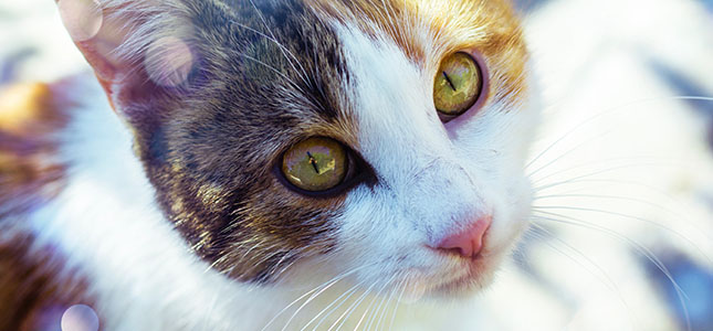645x300_feline_kidney Feline Kidney Disease