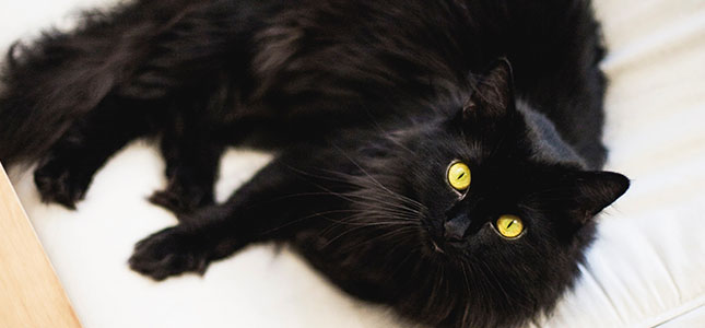 645x300_happy_hallowgiving Halloween Pets