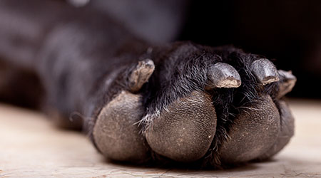 Grieving a Pet
