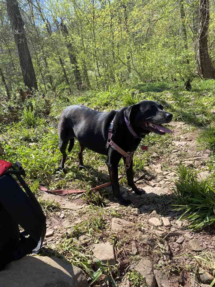 Dog Hiking