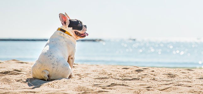 645x300_blog Heat Stroke in Pets