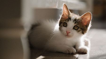 Cat Behavior
