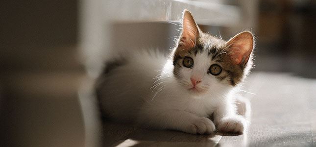 Cat Behavior