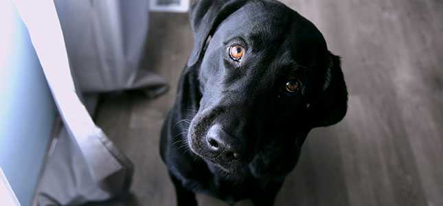 645x300_Addisons Addison's Disease