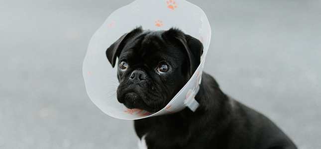 Pug wearing cone Pug wearing cone