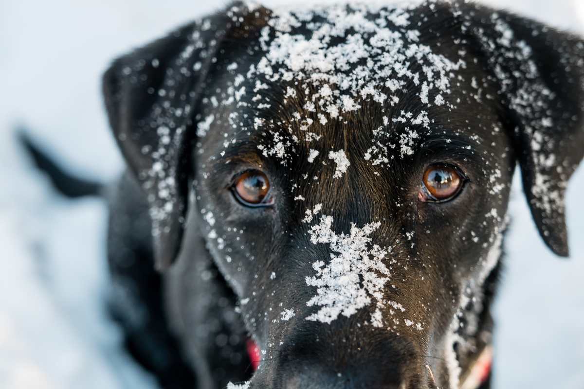 Winter Pet Safety Tips