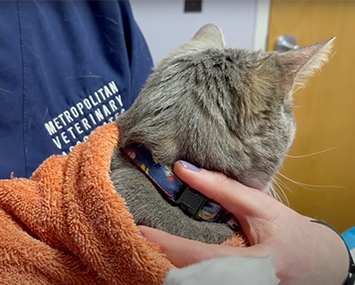 Cat at Vet