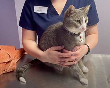 Cat at Vet