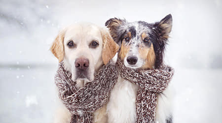 dog emergency