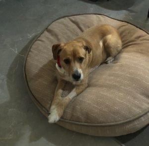 Stella