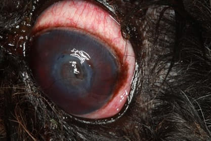 corneal_perforation