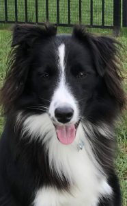 Willow