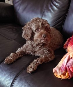 Yoshi