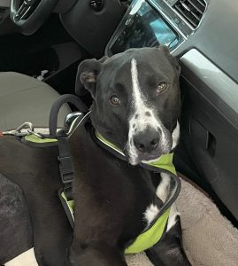 Axel