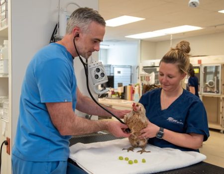 Veterinary staff performing a procedure on a cat