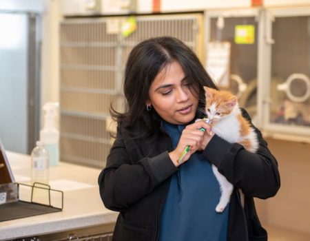 Veterinary staff member examining a cat