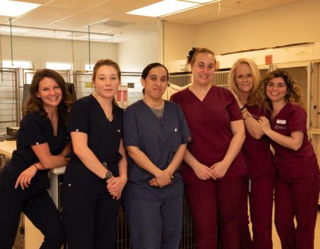 Veterinary team group portrait inside the clinic