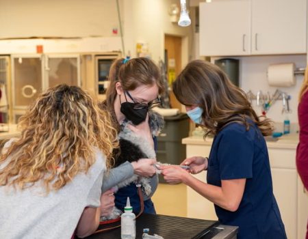 Veterinary staff performing a medical procedure together