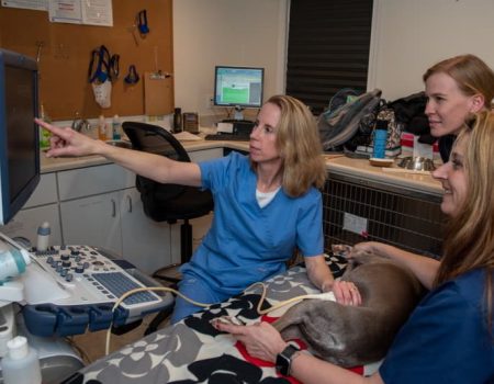 Veterinary staff performing a procedure on a dog