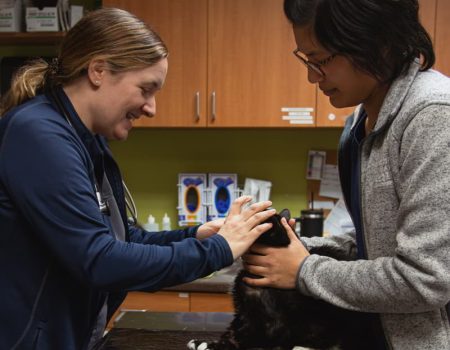 Veterinary staff member comforting a dog during an exam