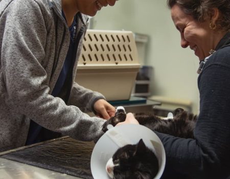 Veterinary staff examining a cat inside a carrier