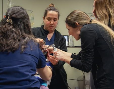 Veterinary staff members working together on a patient
