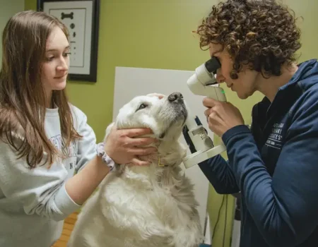 Veterinary staff examining a large dog