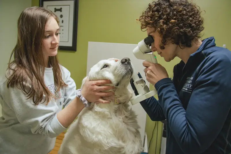 Veterinary staff examining a large dog